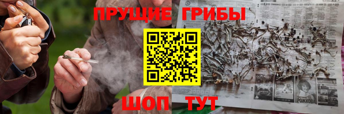 Псилоцибиновые грибы Psilocybine cubensis Новороссийск